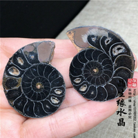 天然馬達加斯加黑螺化石對螺開片實物圖特價