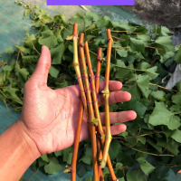 Cutting Anggur Import Aneka Varian ( 1 paket isi 10 )