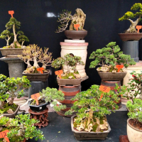 pot semen 250 Saat Live Sale Bonsai Tanaman Tumbuhan