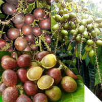 BENIH/BIBIT MATOA KUALITAS UNGGUL