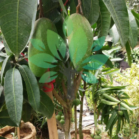 bibit tanaman buah mangga kiojay-bibit buah mangga kyojai asli