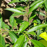daun mahkota dewa segar