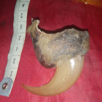 permata ku. kku HM.djempol jumbo