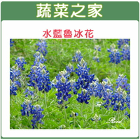 【蔬菜之家】H05.魯冰花(水藍色)種子(共有3種包裝可選)