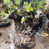 Bahan Bonsai Santigi Karang Jumbo XL Asal Sulawesi SU1