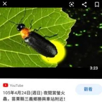 住宿 苗栗三義杉桐雅築民宿 三義鄉