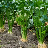 Biji benih seledri umbi/root celery