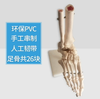 腳關節模型腳骨模型腳部骨骼結構造模型足部踝關節無韌帶腓骨趾骨