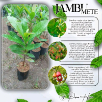 Bibit Jambu Mete/Jambu Monyet Okulasi