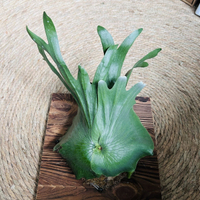 女王鹿角蕨板植壁掛植物水培掛板ins網紅diy掛墻家居森系新奇綠植