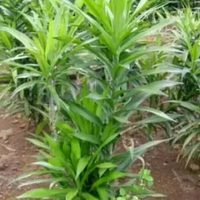 Tanaman pandan suji pewarna makanan alami