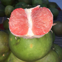 Jeruk Pamelo madu manis 2000g-2200g