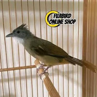 CUCAK JENGGOT MEDAN MULUS