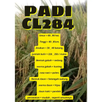Bibit Benih Padi CL-284 ORIGINAL Kemasan 1 Kg