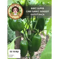 Bibit Super Cabe Rawit Gendot Gatot Kaca | Biji Benih Cabe Rawit Gendot