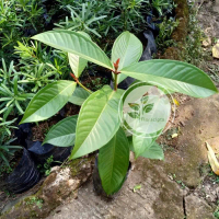 Bibit jambu air jamaika/pohon jambu air jamaika boleh COD