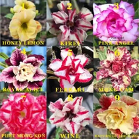 TANAMAN HIAS ADENIUM - PAKET 10 POHON GRAFTING SIZE A