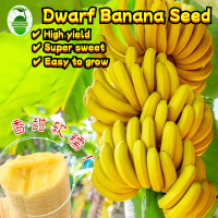 Dwarf Banana Seeds for Planting (40 Pcs/pack) กล้วยแคระ เมล็ดบอนสี Sweet Banana Fruit Seeds Edible B