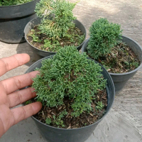 Cemara Sargenti Pingpong/ Juniper Kishu/ Cemara Import