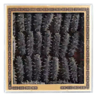 Authentic wild sea cucumber lightly dried seafood genuine sea cucumber from Liaonan and Dalian 20251