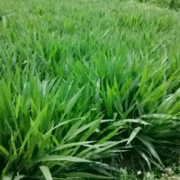TERBARU 3 IN 1 BIBIT ODOT SUPER BIOGEN BIOVITAS DAN PAKCONG Pakan Ternak Berkualitas Berprotein Taha