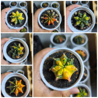 Promo Gymno Miha LB Var Seedling Hybrid`