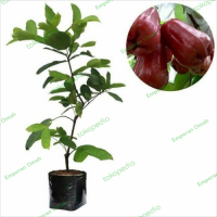 Bibit Tanaman Buah Jambu Air Citra
