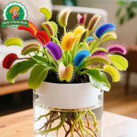 50เมล็ด/ซอง กาบหอยแครงปากแดง เมล็ดพันธุ์ Venus Flytrap Seeds for Planting Carnivorous Plants Flower 