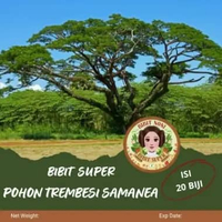 Bibit Super Pohon Trembesi Samanea | Bibit Pohon Trembesi