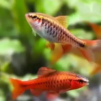 ikan cherry barb tetra - ikan hias cherrybarb tetra hiasan akuarium kolam