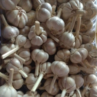 Bawang kating super/kating/rempah/bumbu masak/bawang putih