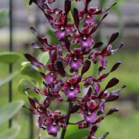 Remaja Anggrek Dendrobium Keriting Dewasa siap berbunga Ready