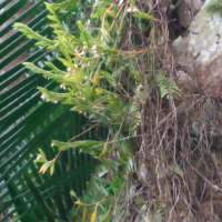 tanaman hias anggrek hutan terbaru