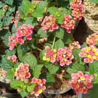 BUNGA LANTANA MERAH MIKRO