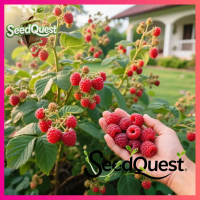 100% Original 100pcs Fresh Red Raspberry benih Real Raspberry Fruit Bearing Trees in Pots Dwarf Rasp