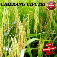 Benih padi ciherang ciputri berkualitas original 5kg Tanaman