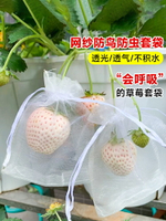 草莓套袋專用袋防鳥防蟲神器紗網水果套袋葡萄桃子無花果瓜果套袋