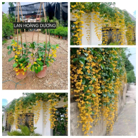LAN HOÀNG DƯƠNG -HOA LEO GIÀN