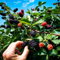 1 Biji Benih Buah BlackBerry Bibit Blackberry seed