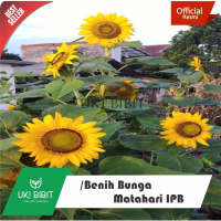 ( 10 Butir ) Benih Bunga Matahari IPB Sunflower