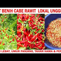 Benih Cabe Rawit Lokal Unggul Lebat Umur Panjang Tahan Hama & Pemancung