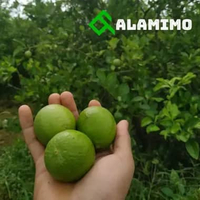 Buah Jeruk Nipis segar 1 kg