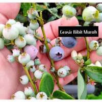 Bibit Buah Blueberry, Tanaman Buah Langka, Siap Berbuah bisa COD