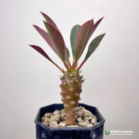 Euphorbia pachypodioides ไม้เพาะเมล็ดอายุ 6-12 เดือน ไม้อวบน้ำจากเกาะมาดากัสการ์