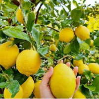 Bibit Lemon California - Lemon Amerika boleh COD