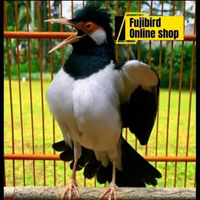 JALAK SUREN JADI GACORAN PILIHAN BAGUS