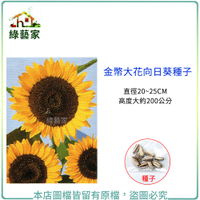 【綠藝家】H43.金幣大花向日葵種子10顆(直徑20~25CM，高度大約200公分)