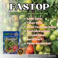 Benih Unggul Tomat FASTOP