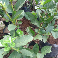 BIBIT TANAMAN POHON JAMBU KRISTAL SUDAH BERBUAH/BERBUNGA