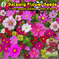 Multicolor Galsang Flower Seeds for Sale (20pcs/pack) เมล็ดพันธุ์ ดอกคอสมอส Dwarf Cosmos Seeds for P